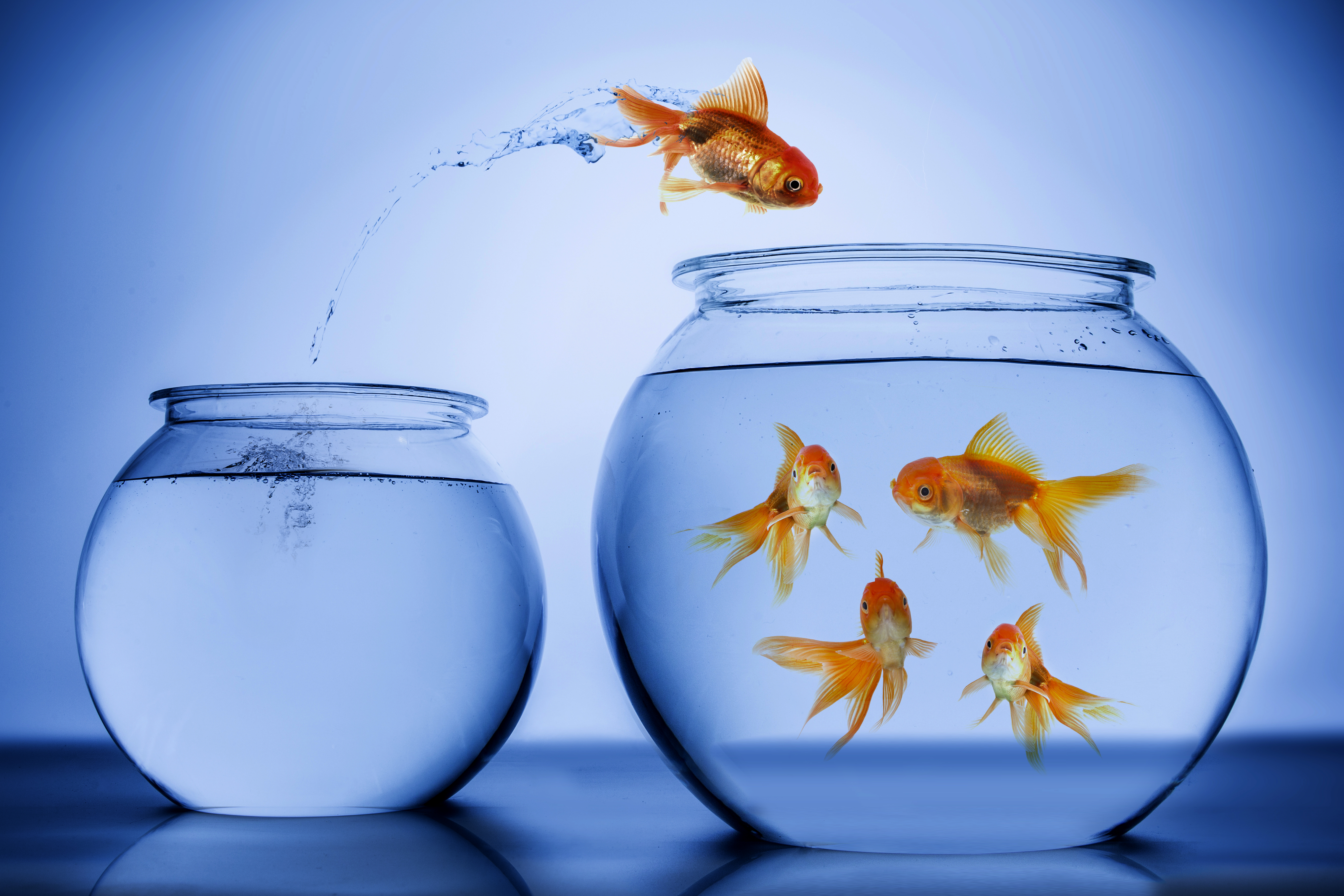 Fish happily jumping into a fishbowl with small and large fish